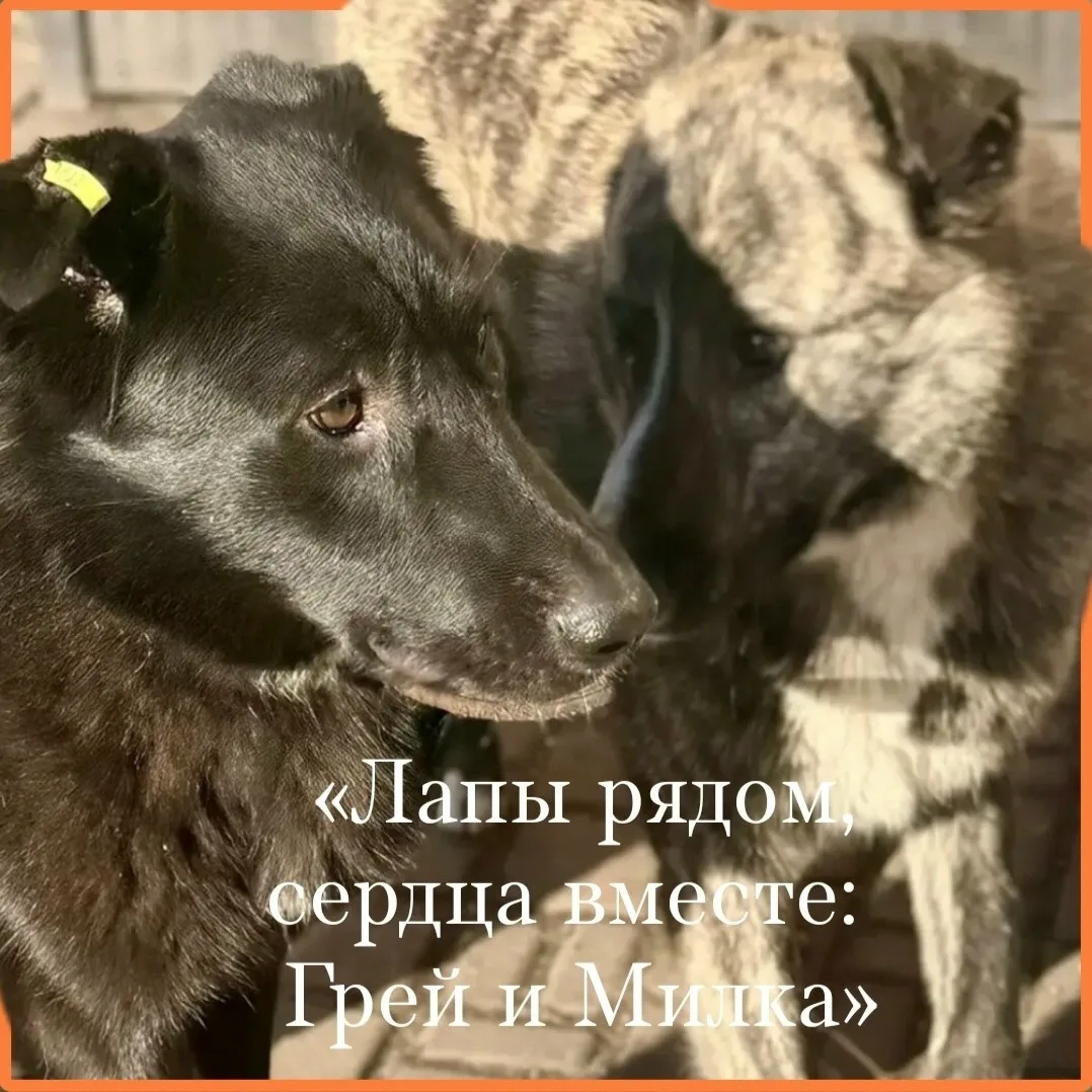 Передержка..