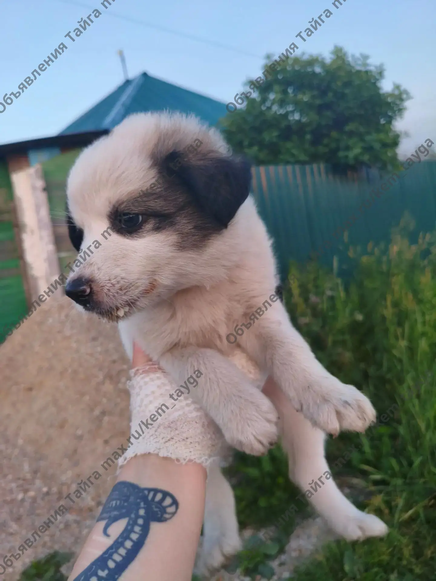 Отдам щенков в добрые руки.