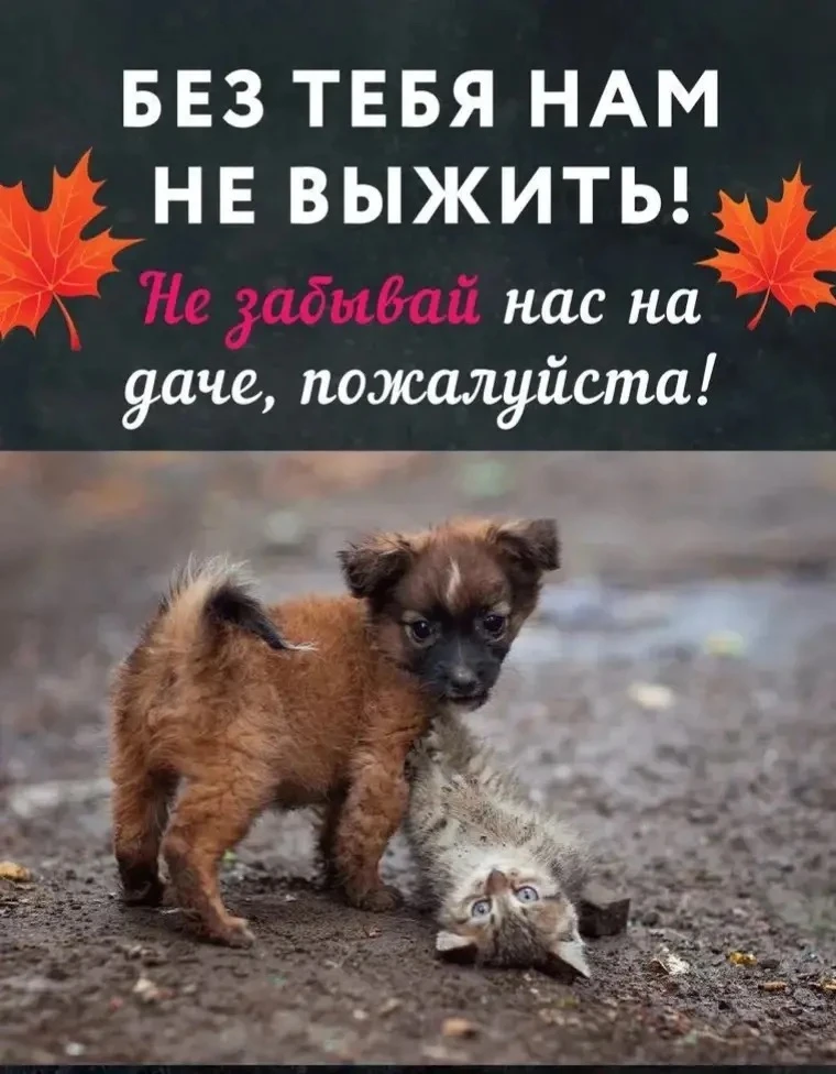 Дорогие друзья!