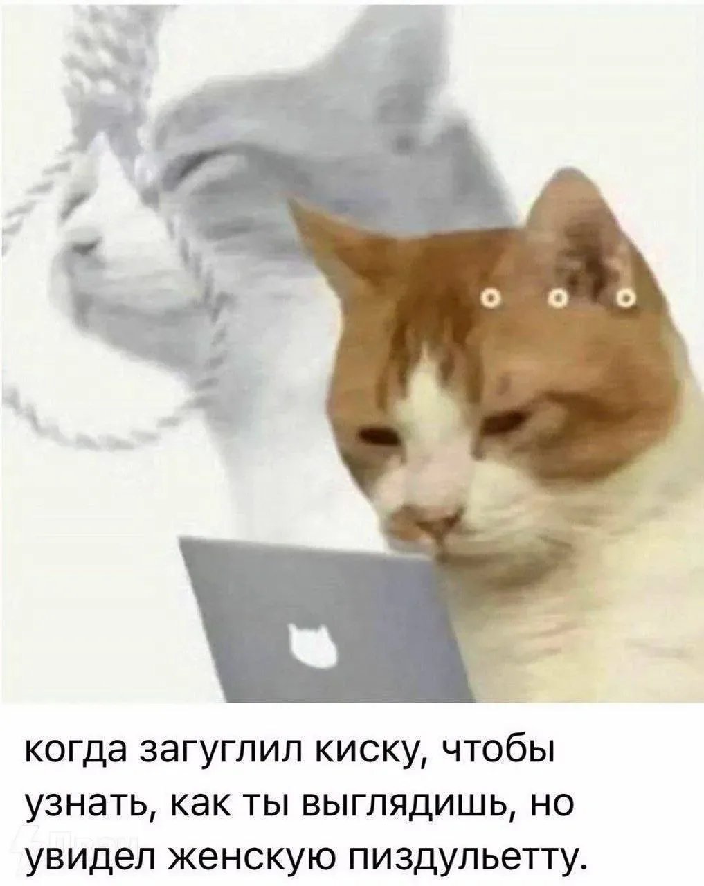 Если тебе кажется, что коты уже контролируют интернет — тебе не кажется.
