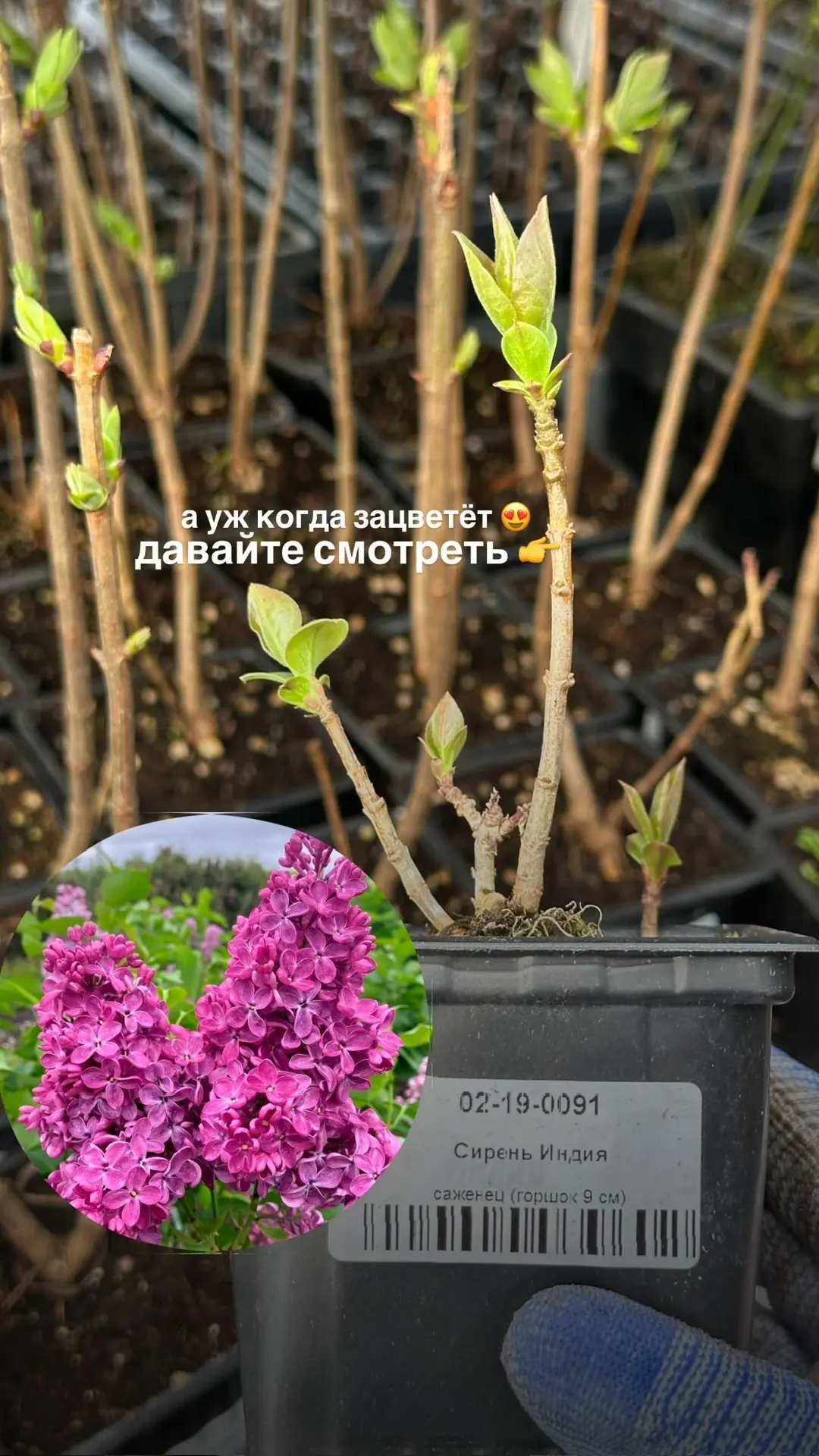 Прямое включение с производства 📸Первые листочки - это всегда счастье! Сирень ещё не зацвела, но уже