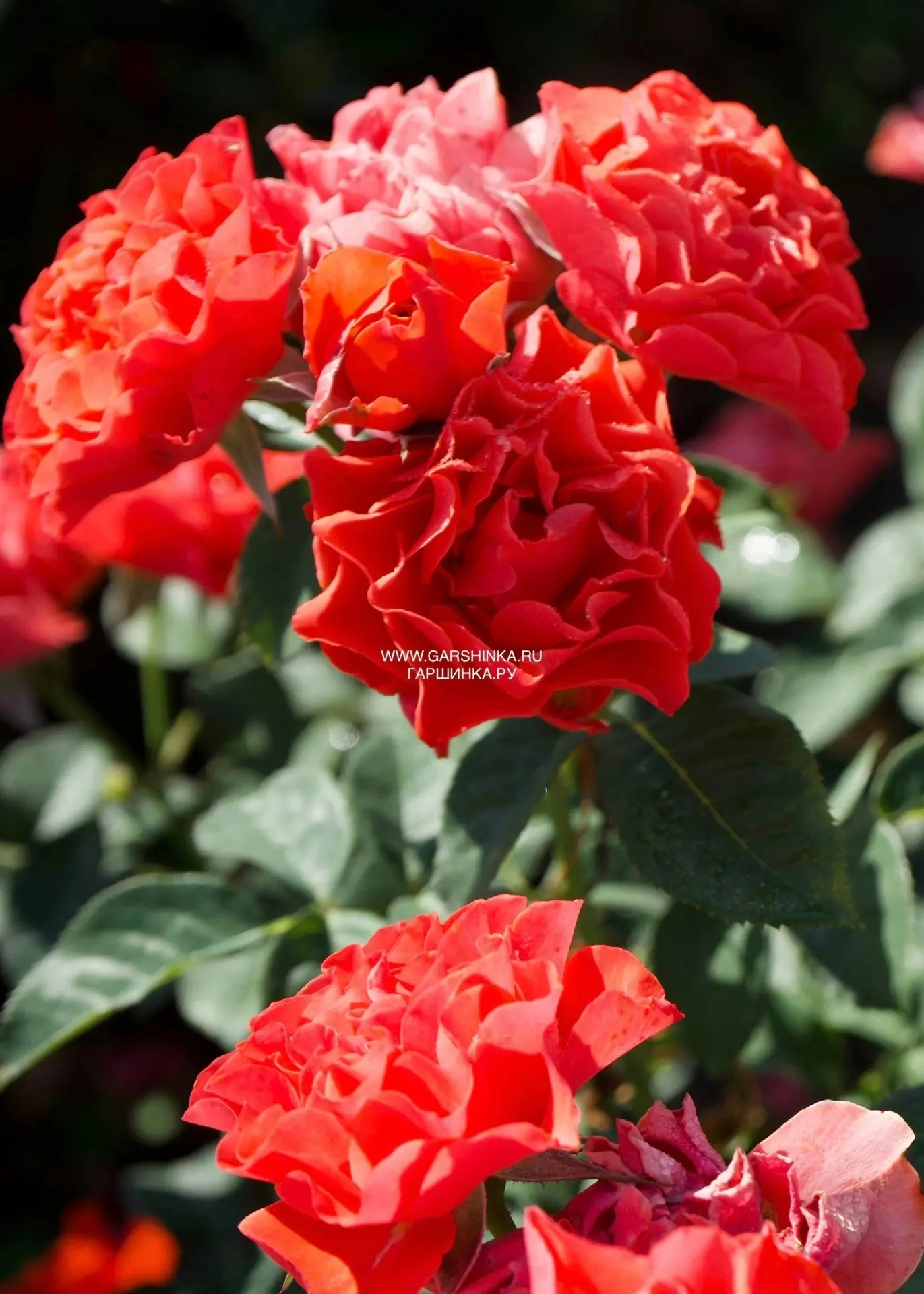 Эта роза точно должна быть в вашем саду!

🌹Потрясающий Сорт розы Леди оф Белград был выведен в 2016