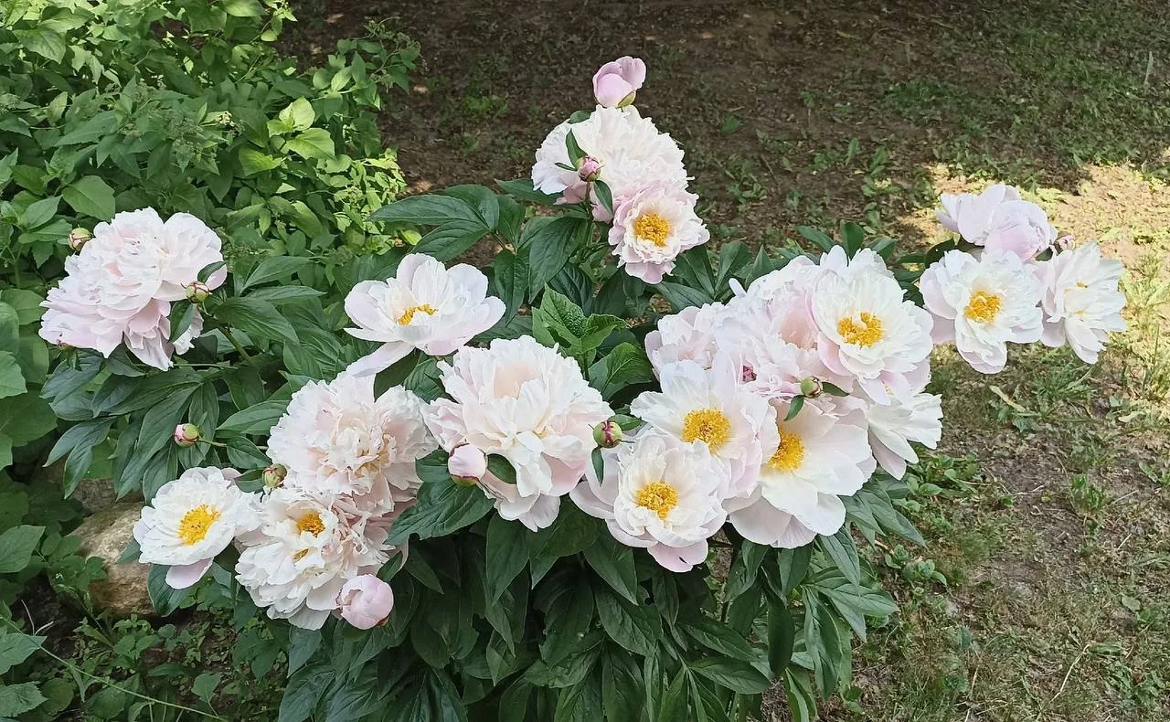 🌸 В Можайском районе начался сезон цветения

Лето вступает в свои права: на улице Гришина всё больш