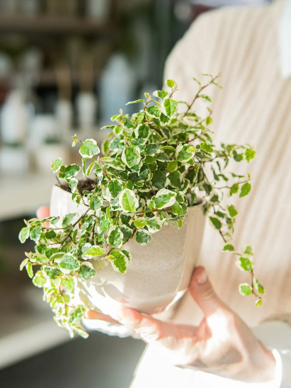 🌿 Фикус пумила (он же фикус карликовый). Это не тот статный фикус в кадке, а его очаровательный и н