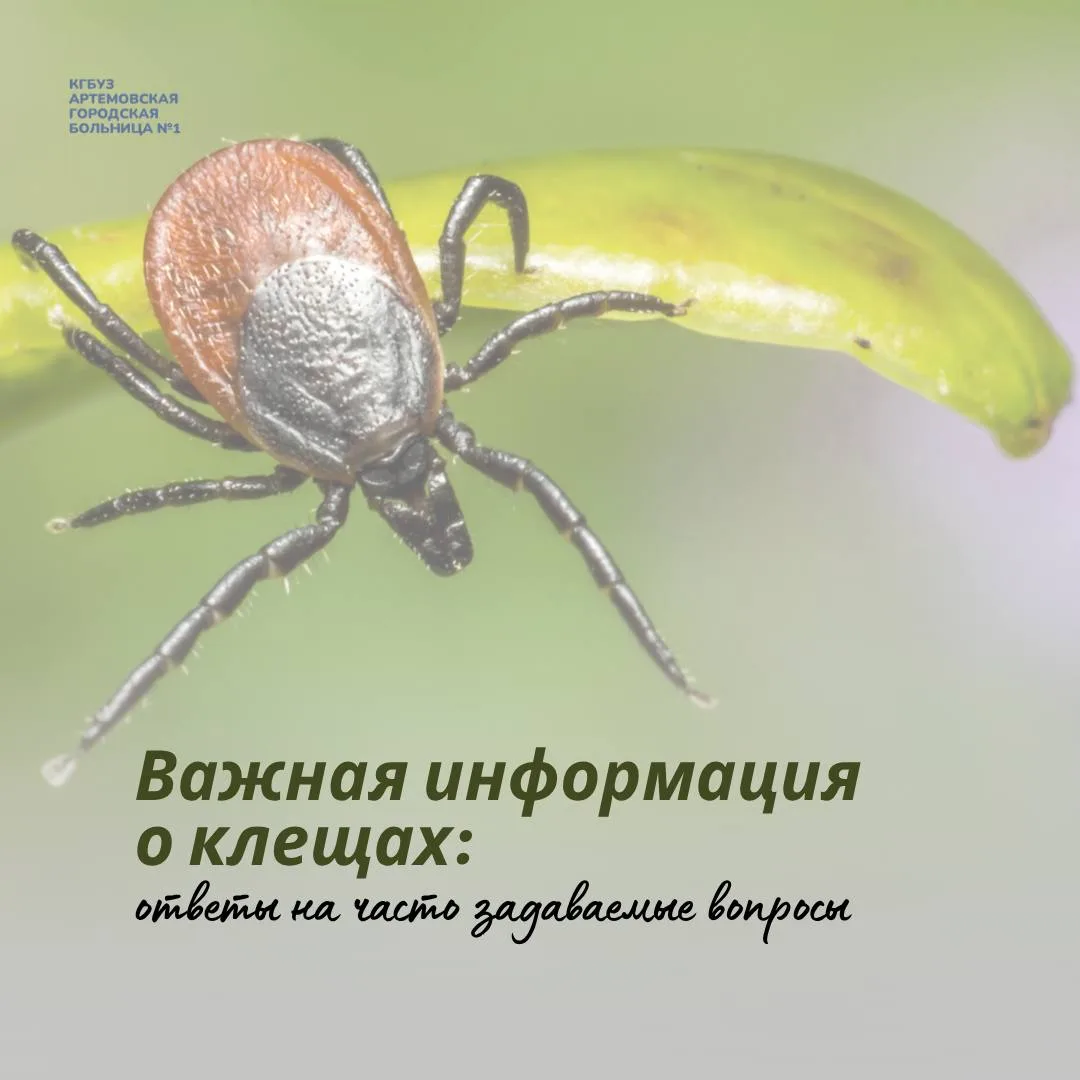 Клещи проснулись! Что делать?  Отвечаем в наших карточках на главные вопросы: как действовать при ук
