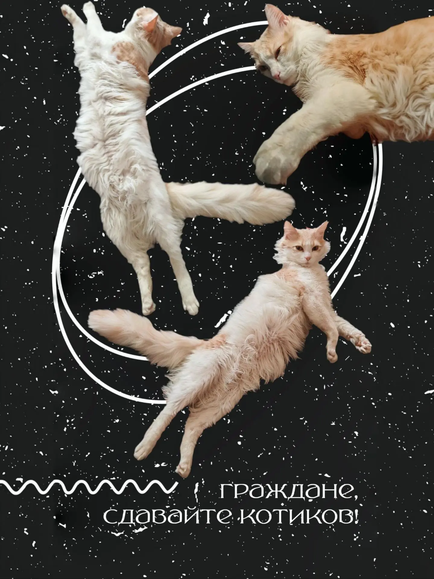 🐈 Граждане, сдавайте котиков!