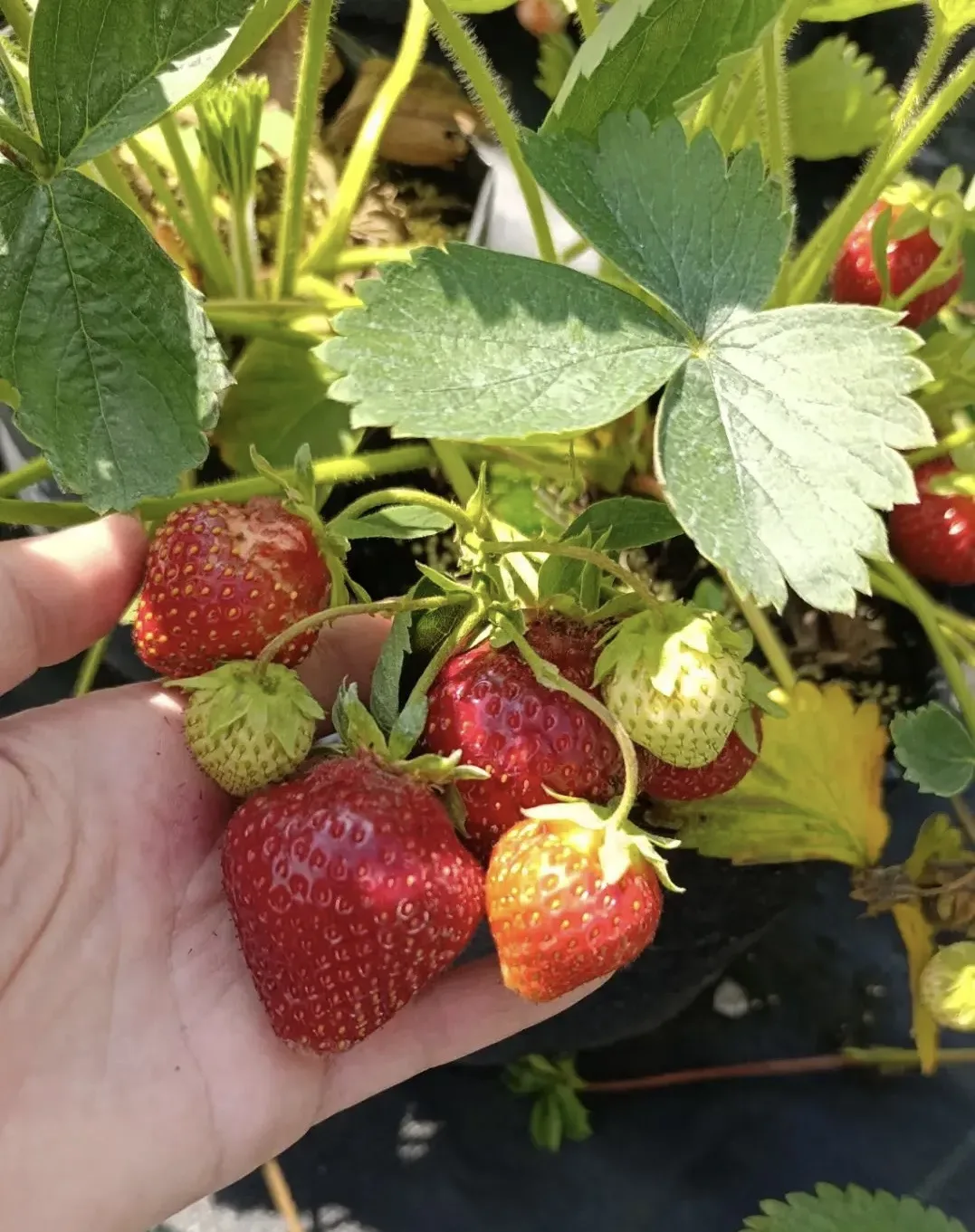 Продаются саженцы клубники сорта: Джуси🍓
