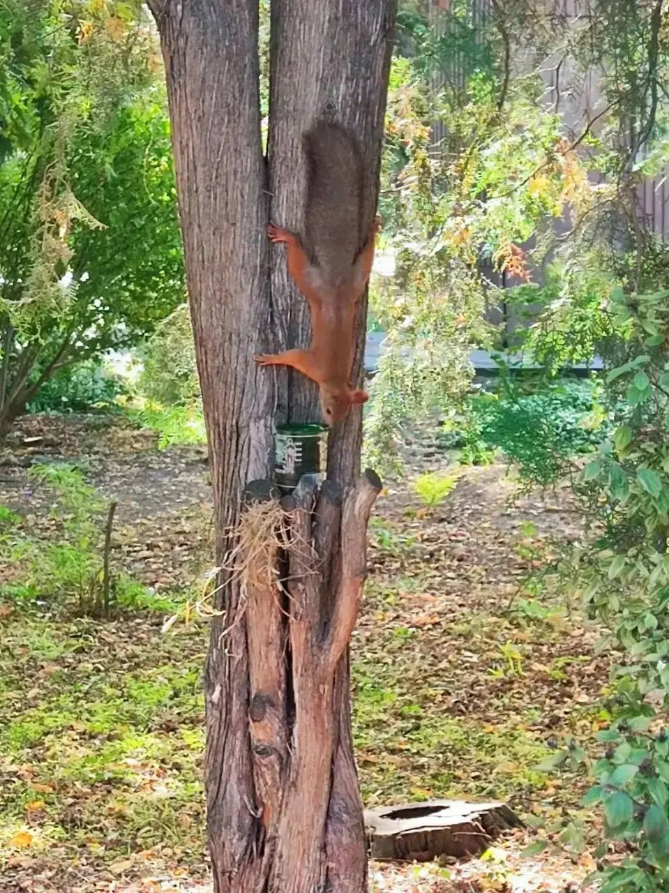 🐿️ В парке просят помочь четырём белкам