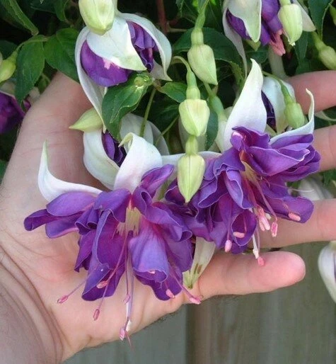 Укоренённые черенки фуксий по 100р.