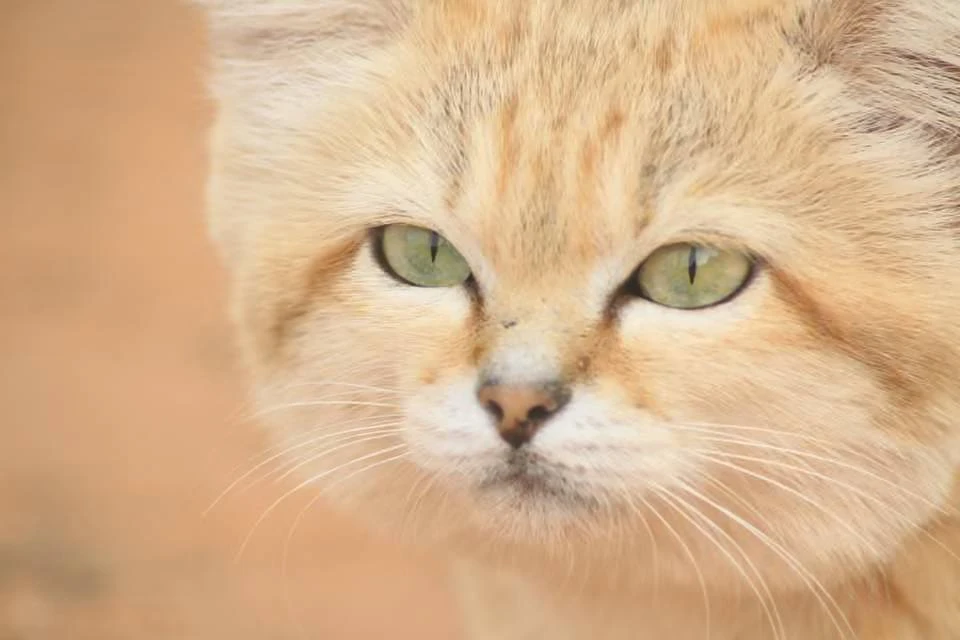 🐈 Ливийский фотограф случайно доказал существование пустынного кота