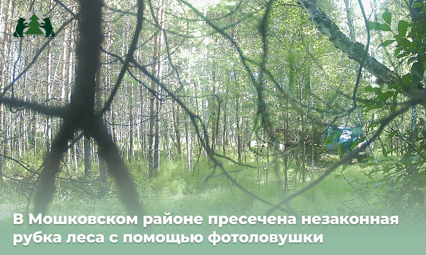 В Мошковском районе благодаря фотоловушке раскрыли незаконную рубку деревьев. Ущерб лес...