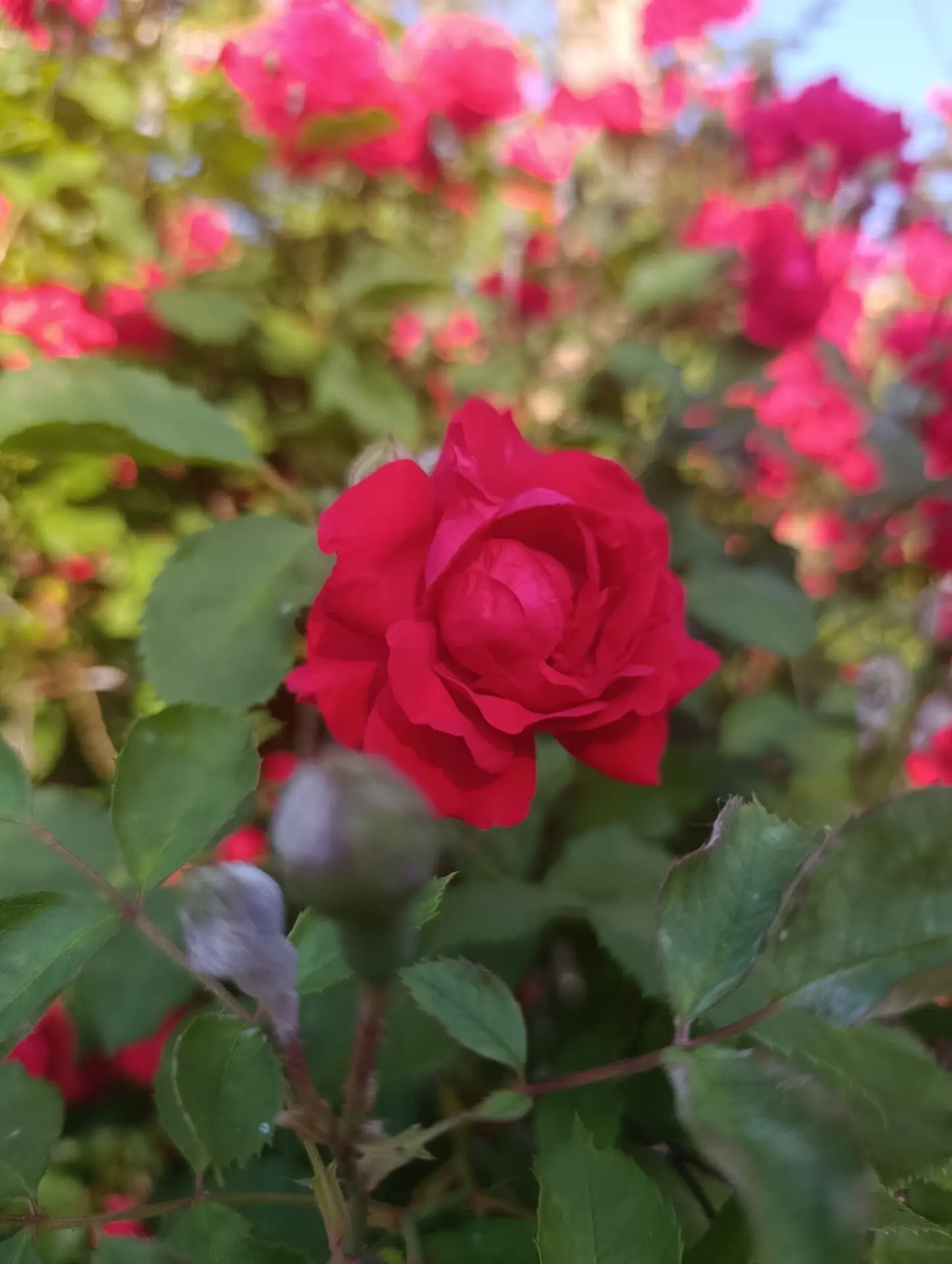 Красоты вам в ленту. Доброе утро, Бердянский филиал "МелГУ" 🌹🌹🌹