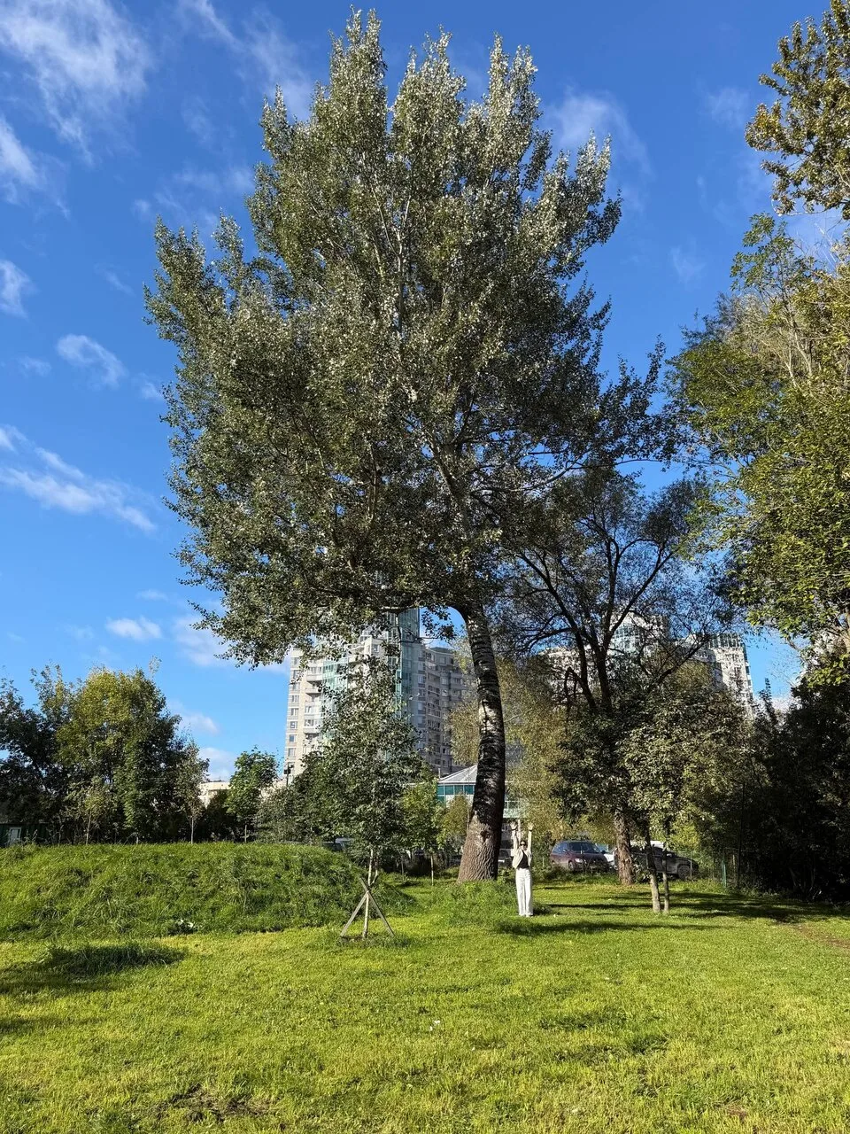 Берёза у Смоленского кладбища удивила петербуржцев 🌳