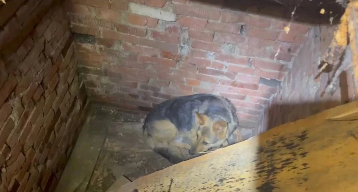😱Провалилась в двухметровый погреб: в Уфе спасатели пришли на помощь бездомной собаке