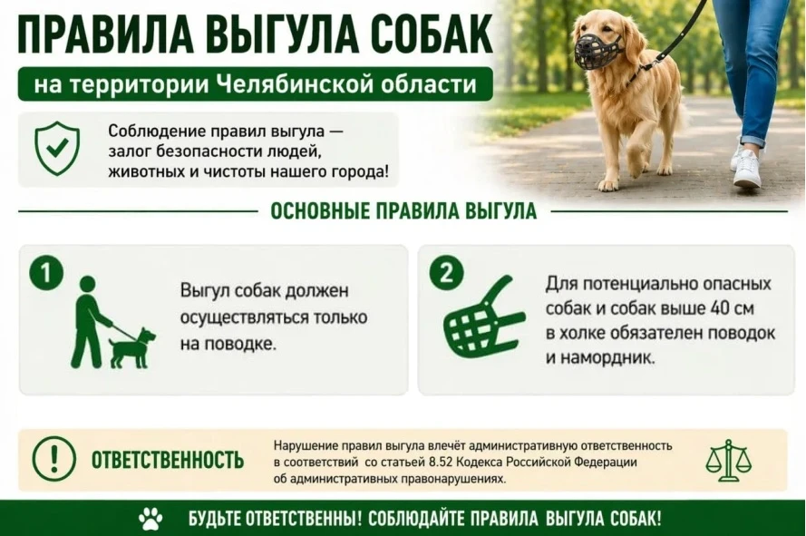 Главное управление ветеринарии напоминает правила выгула собак в Челябинской области!