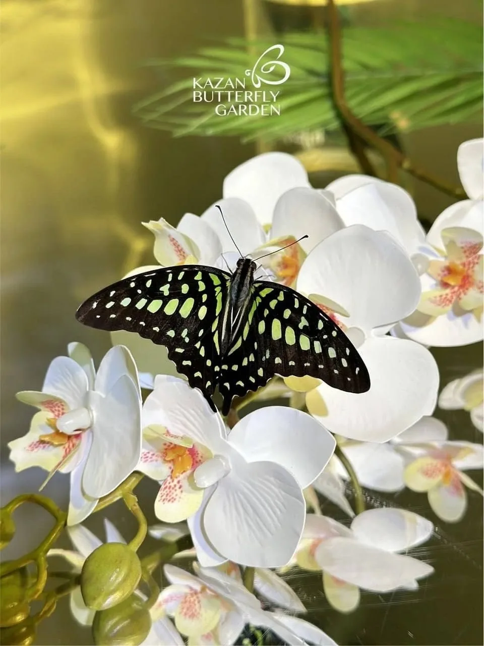 🦋 Ищете, куда пойти в Казани? Парк тропических бабочек — место, где сотни ярких бабочек летают прямо