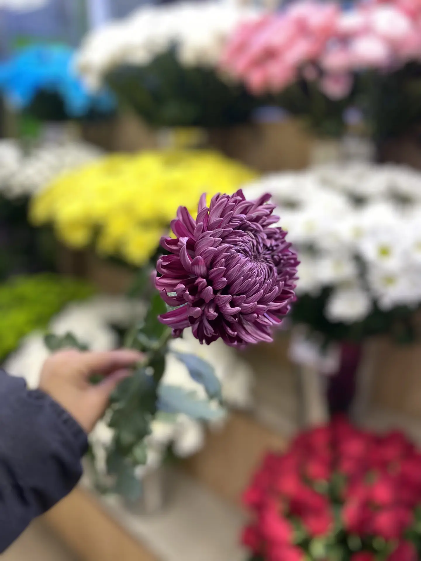 В наличии необычные хризантемы «Бигуди» 😍🌷