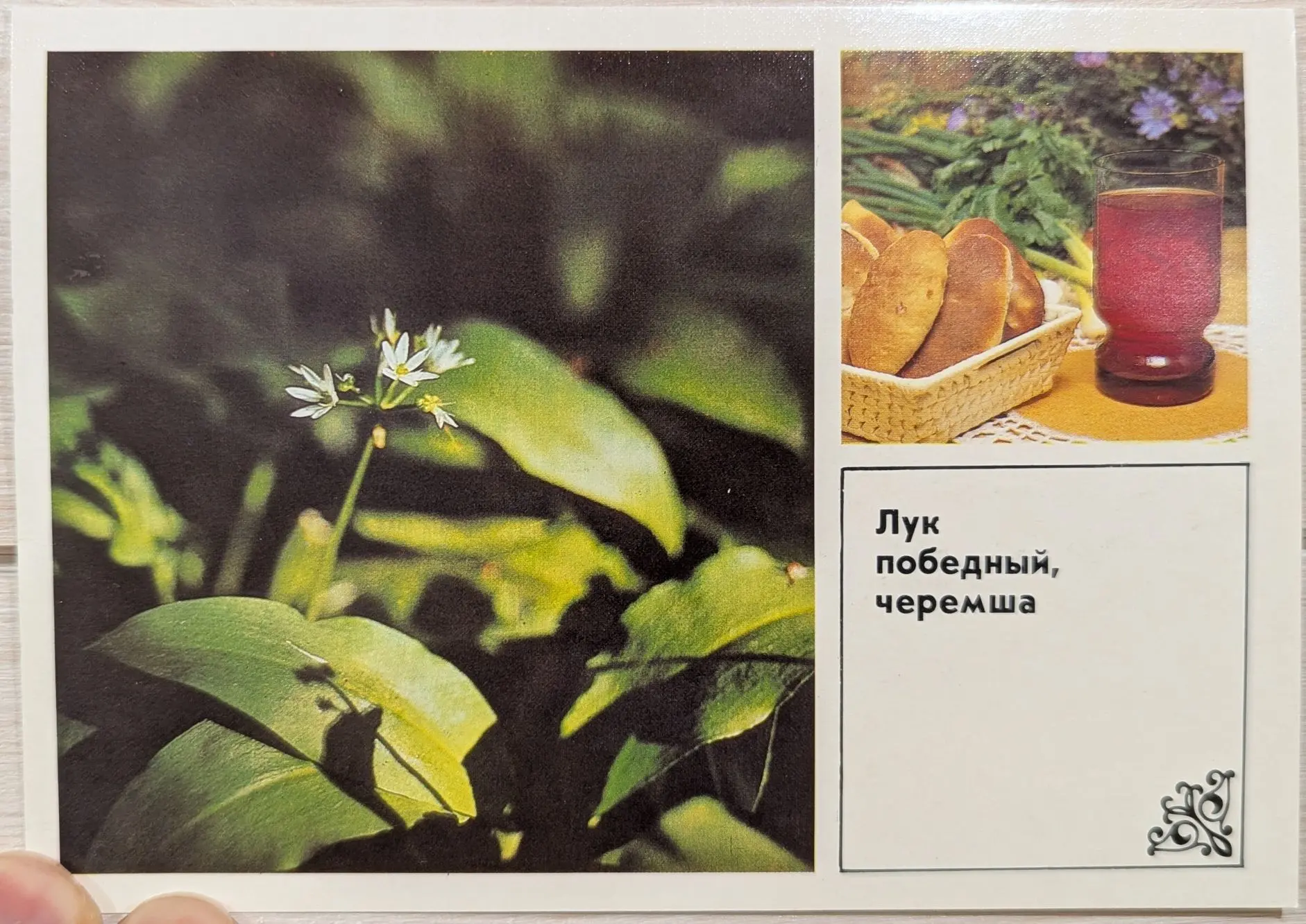 Черемша - начинка для пирожков    🌱 Уже немного осталось до момента, когда в лесах появятся молодые 