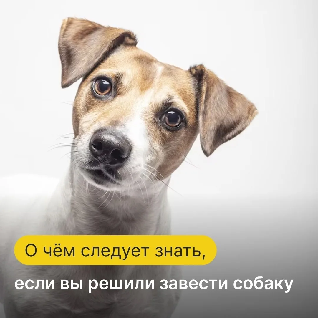 Решение завести собаку — серьезный шаг, который изменит вашу жизнь на ближайшие 10-14 л...
