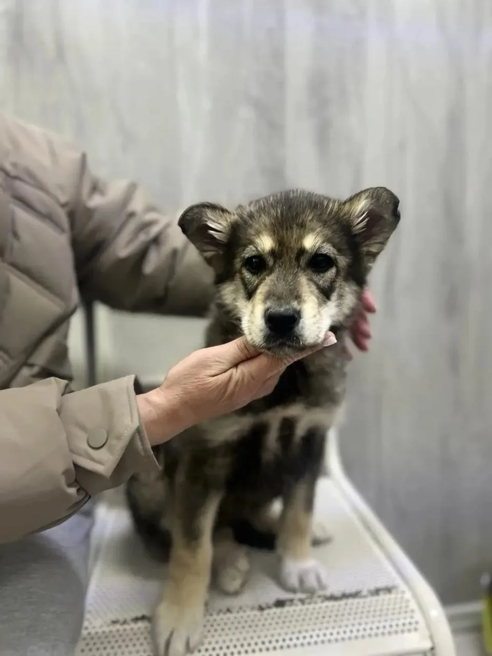 🐾 Маленькая девочка ищет своего Человека   Крошке всего 2 месяца. Девочка очень нежная, хрупкая и сп