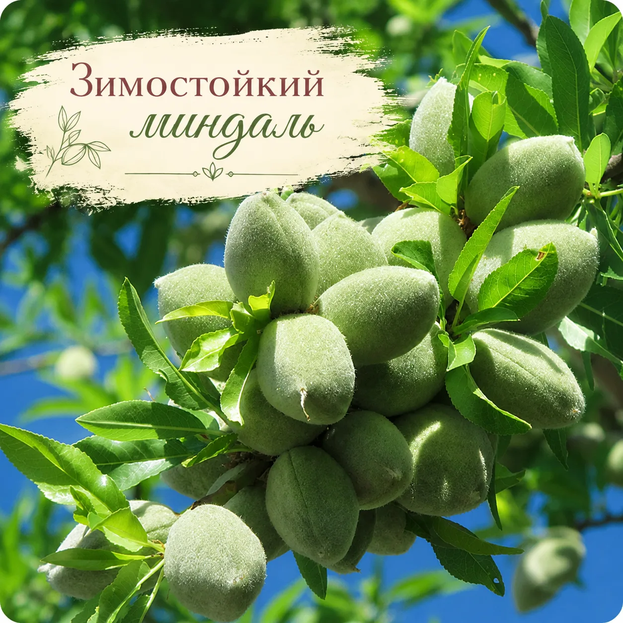 🌸 Северный миндаль: урожай в Подмосковье, средней полосе, на Северо-Западе и Урале