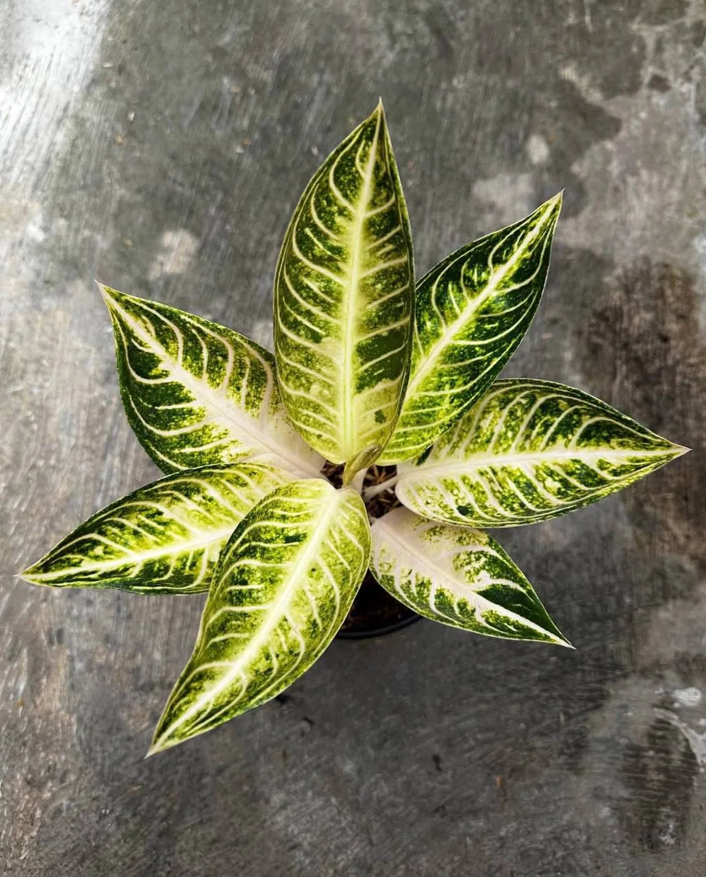 #Аглаонема Поз Виолет 
(Aglaonema Pos Violet)

Лайкни пост😘

Домашние джунгли 🪴