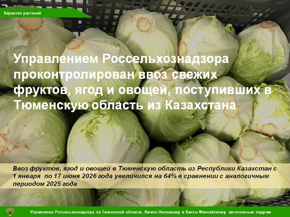 🍓 С начала 2026 года Управлением Россельхознадзора  досмотрены партии свежих фруктов, ягод и овощей