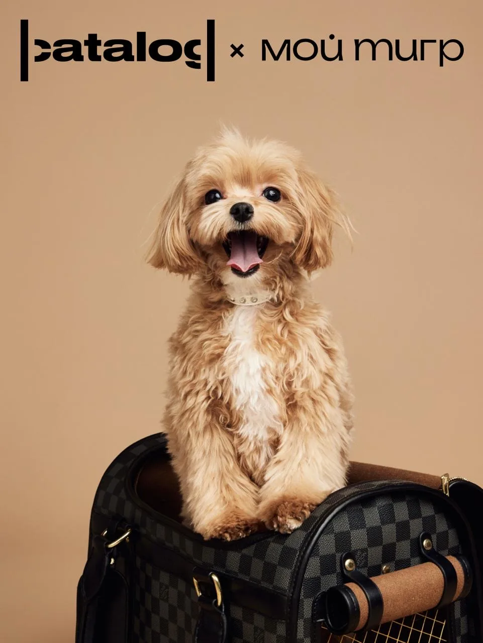 🐶 В этом году посещение |catalog| с питомцами станет ещё более комфортным!