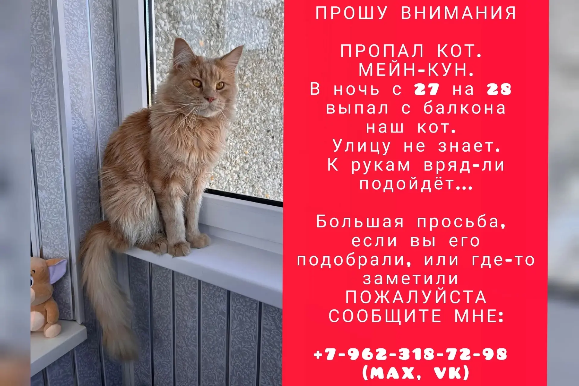 Потерялся кот, мейн-кун, окрас рыжий (Свердловская область, Березовский)