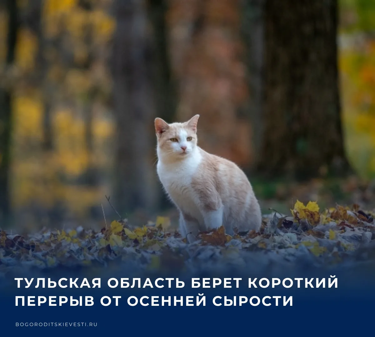 🌡️ Короткий перерыв от осенней сырости​