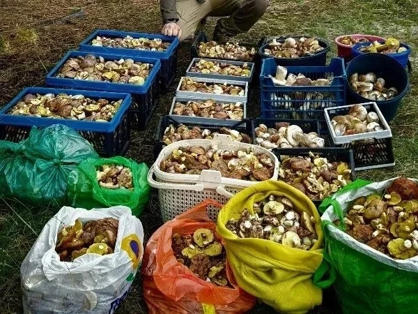 🧺 Десятки ящиков грибов собрали в Ростовской области за первые выходные октября
