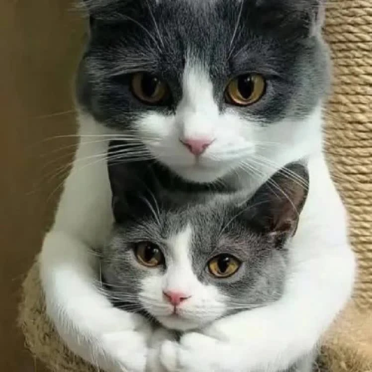 Котики
