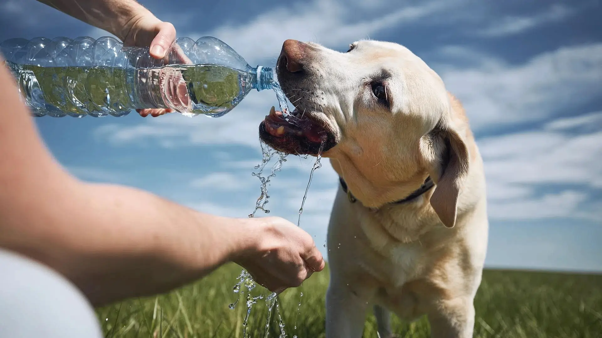 Как спасти домашних животных от перегрева 🌞