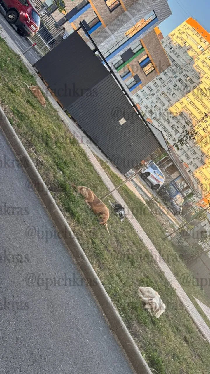 Жители Восточки снова жалуются на нападения бродячих собак**