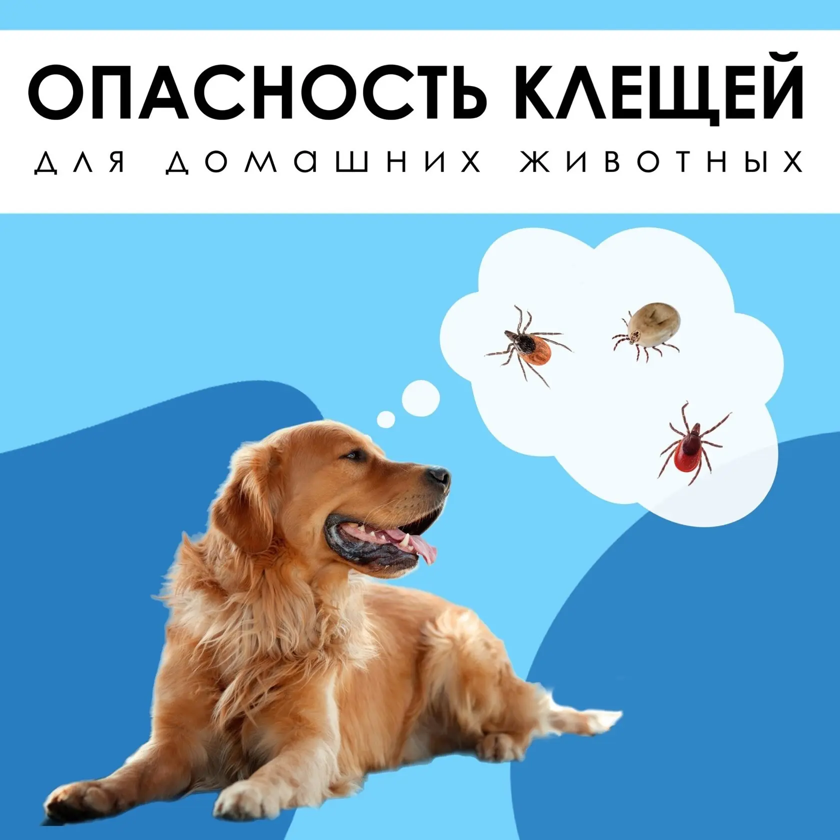 🪲📍Сезон клещей: как защитить питомца и что делать при укусе?

⚠️ Клещи вышли на охоту! Они подстер