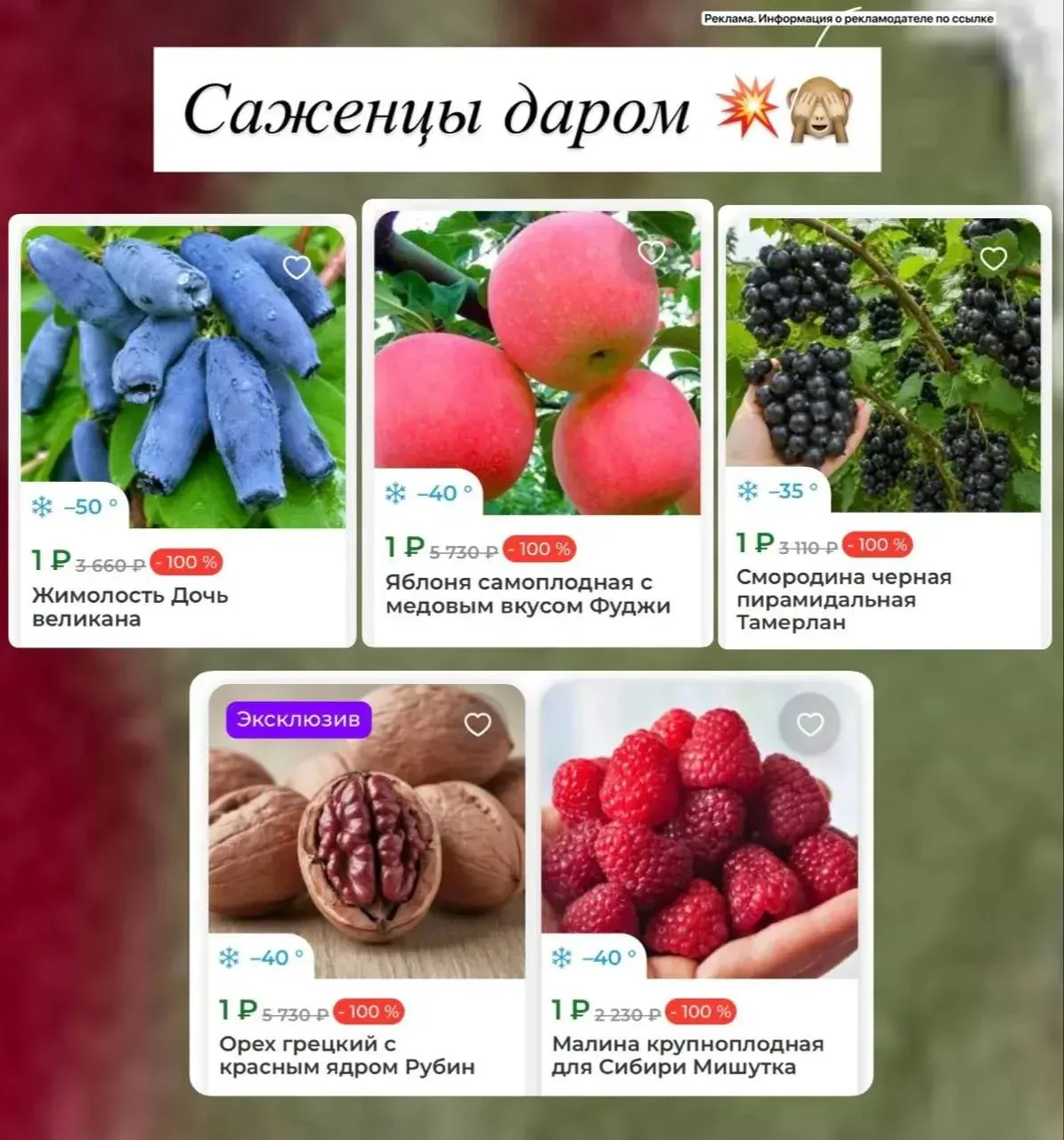 Саженцы по 1₽ 😱 любимая акция активна😍