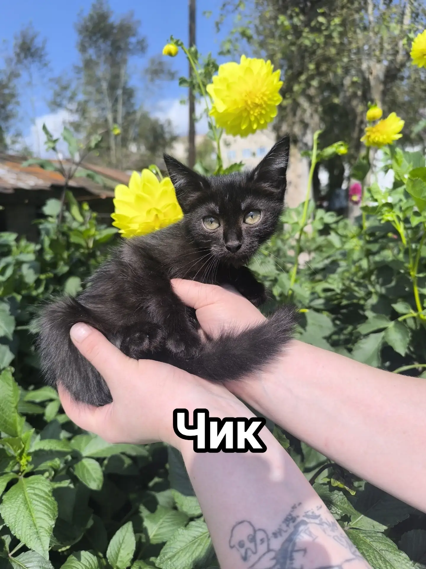 🐱 Хочешь выбрать себе героя? Вот они — четверо готовых на всё ради твоего «кис‑кис»! 🐾