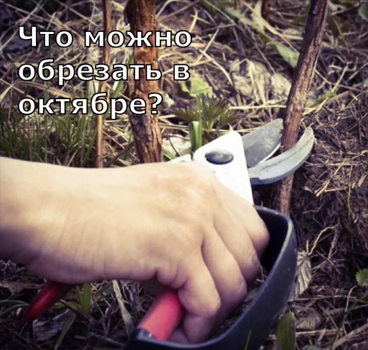 Что можно обрезать в октябре?
