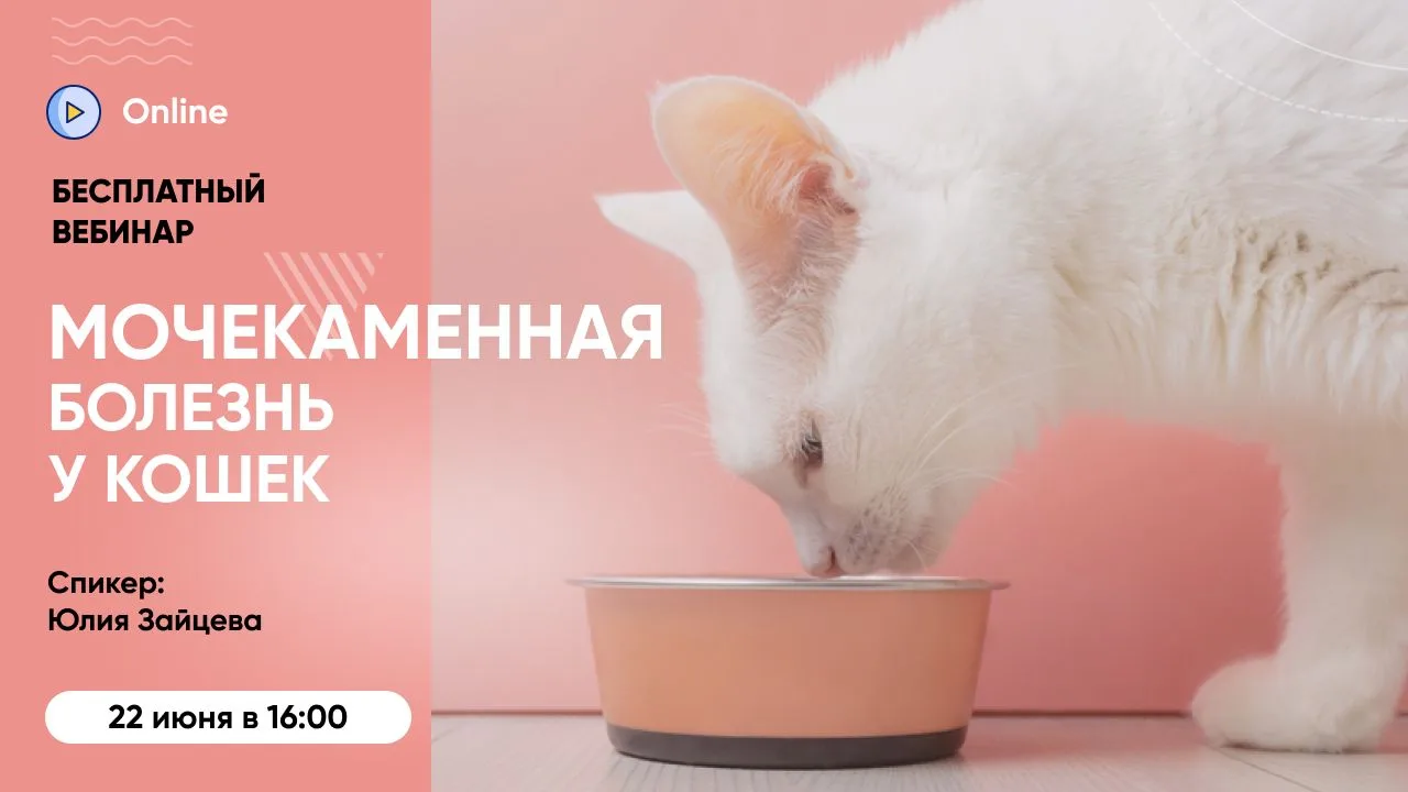 📹 Через полчаса начинаем вебинар «Мочекаменная болезнь у кошек: как заметить, остановить и не допус