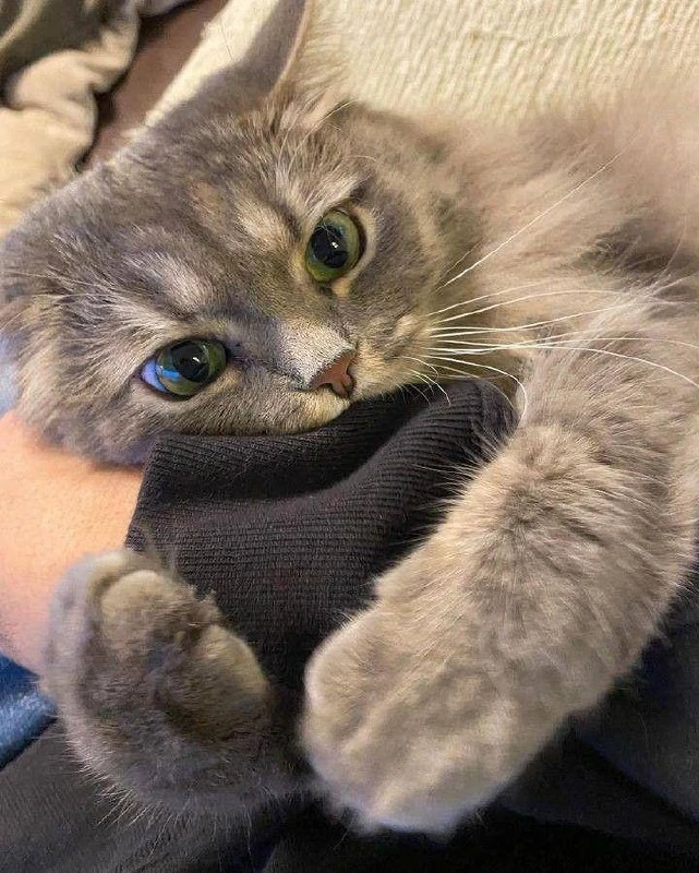 🥰Коты — лучшие друзья человека, — исследование