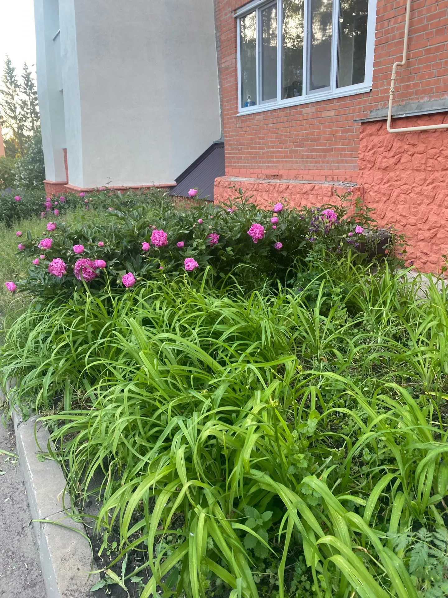 ☀️ Делимся отчетом о работах, выполненных за первую летнюю неделю:

📍мкд ул. Мира, д. 23
🌿 Вычищен