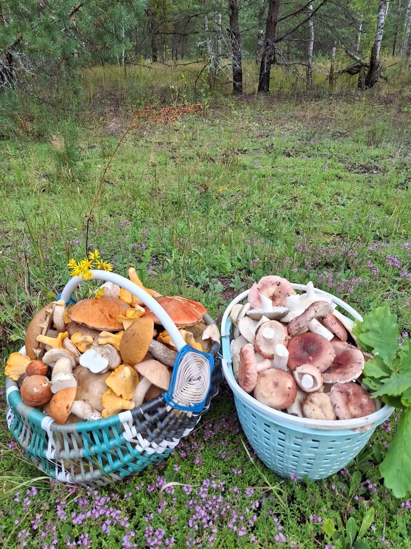 Брянская обл.