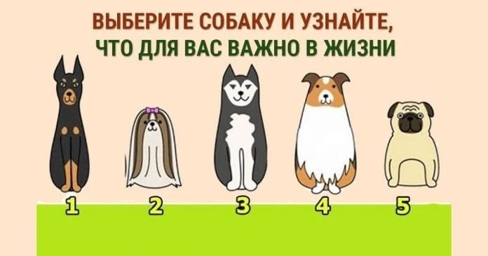 Тест: Что для вас самое важное в жизни?

Выберите ту собаку, которая вам по душе.👇