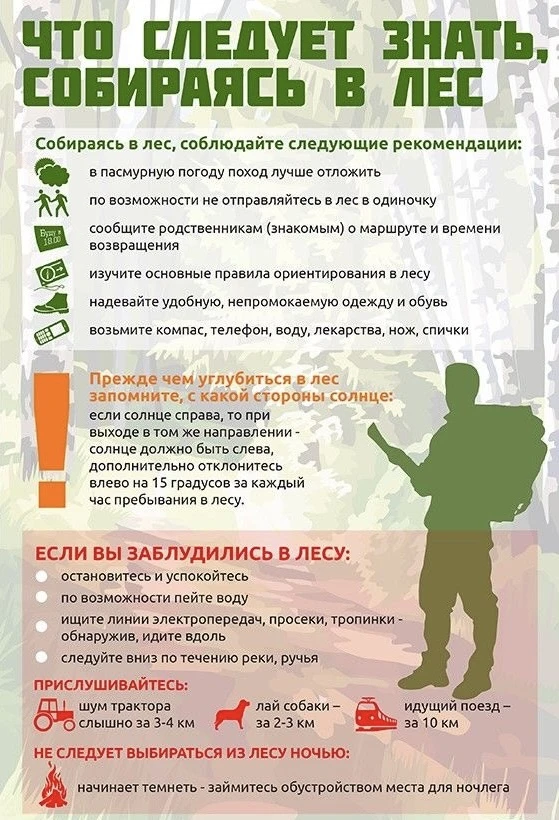 Безопасность в лесу: простые правила, которые могут спасти жизнь 🌲