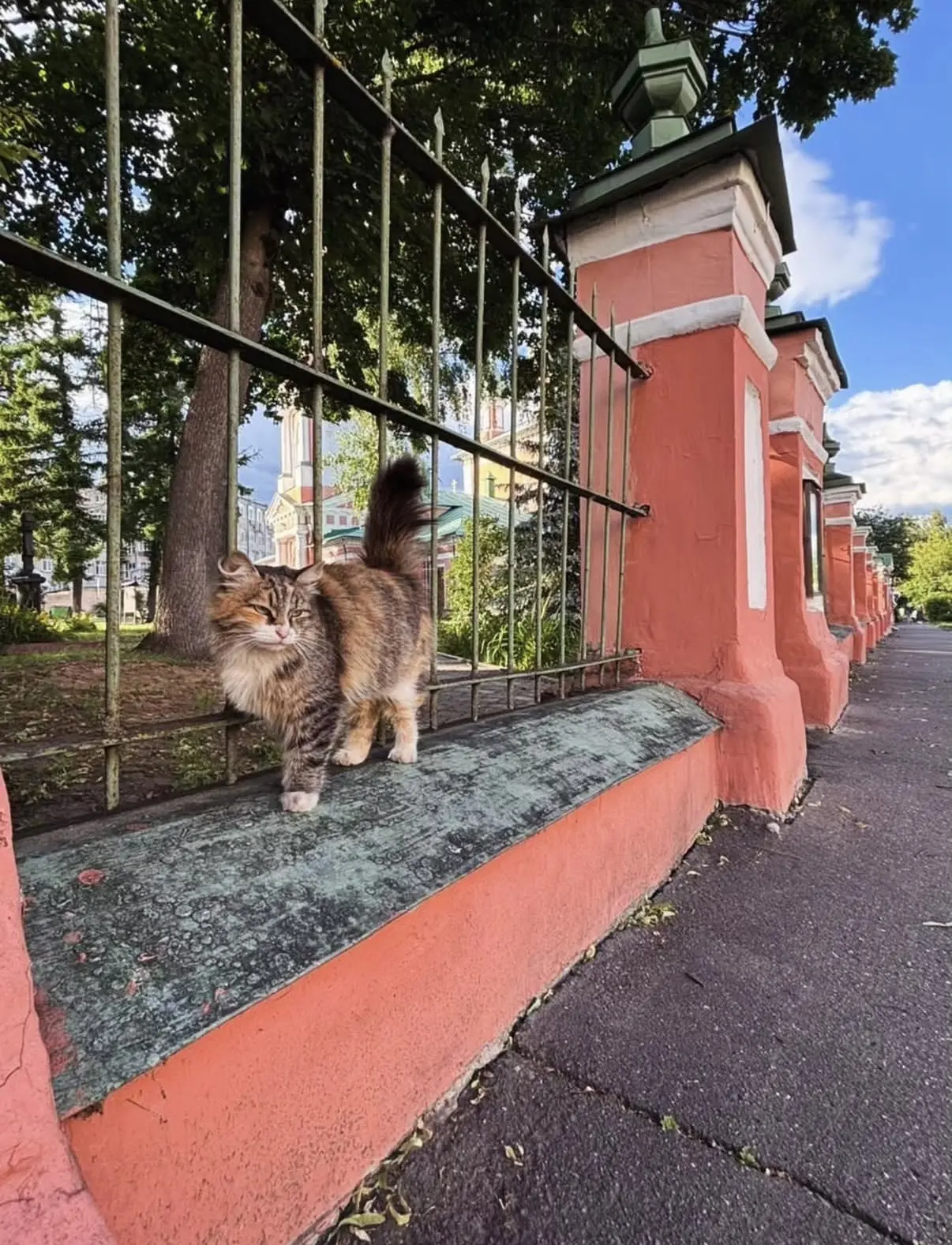Продолжаем любимую рубрику #КостромскиеКотики ❤️