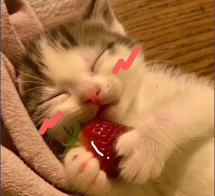 Котики с клубникой 🍓