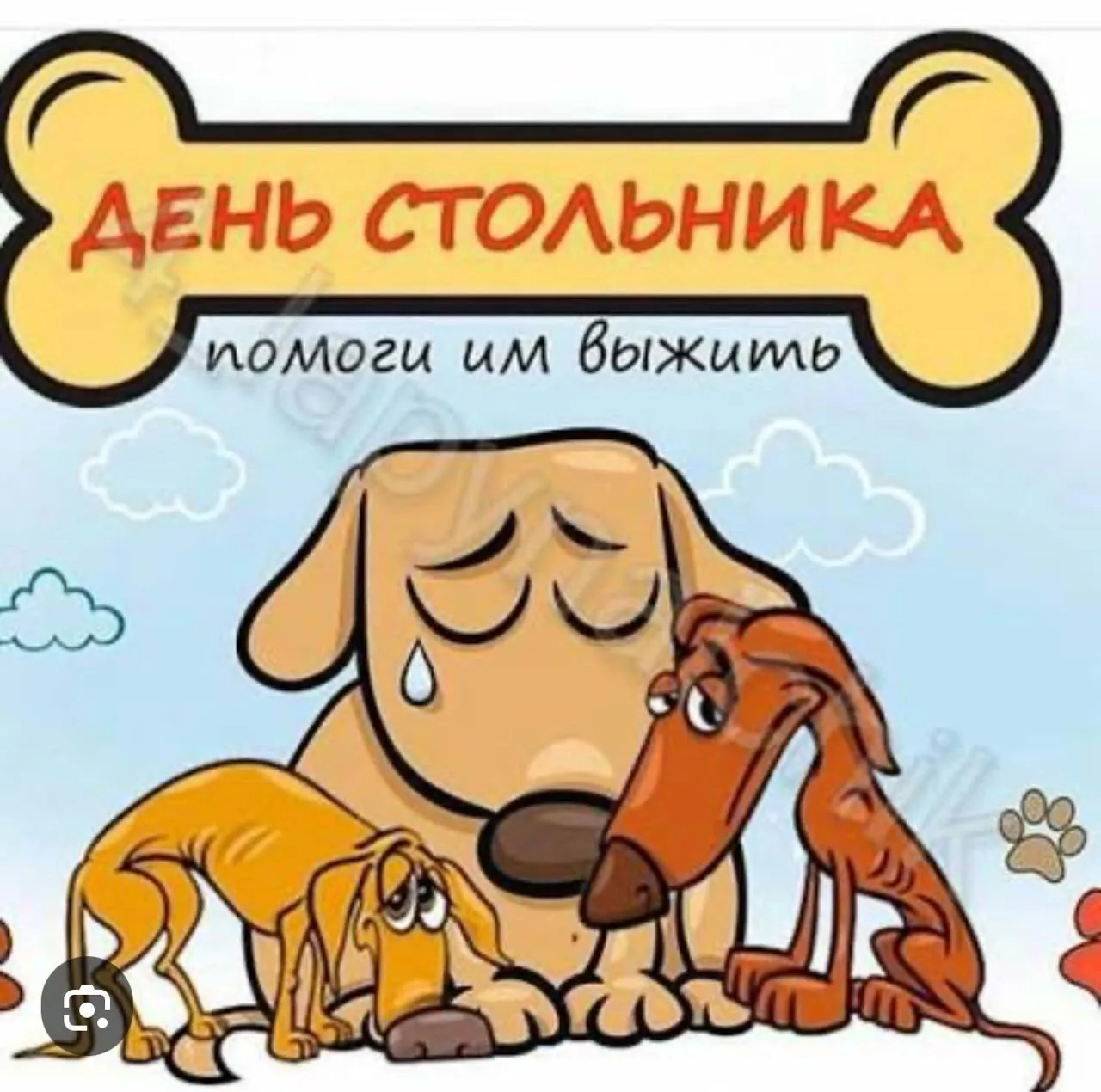 🆘 День стольника в НКО «Верные друзья»… А у нас совсем пусто. 🥺