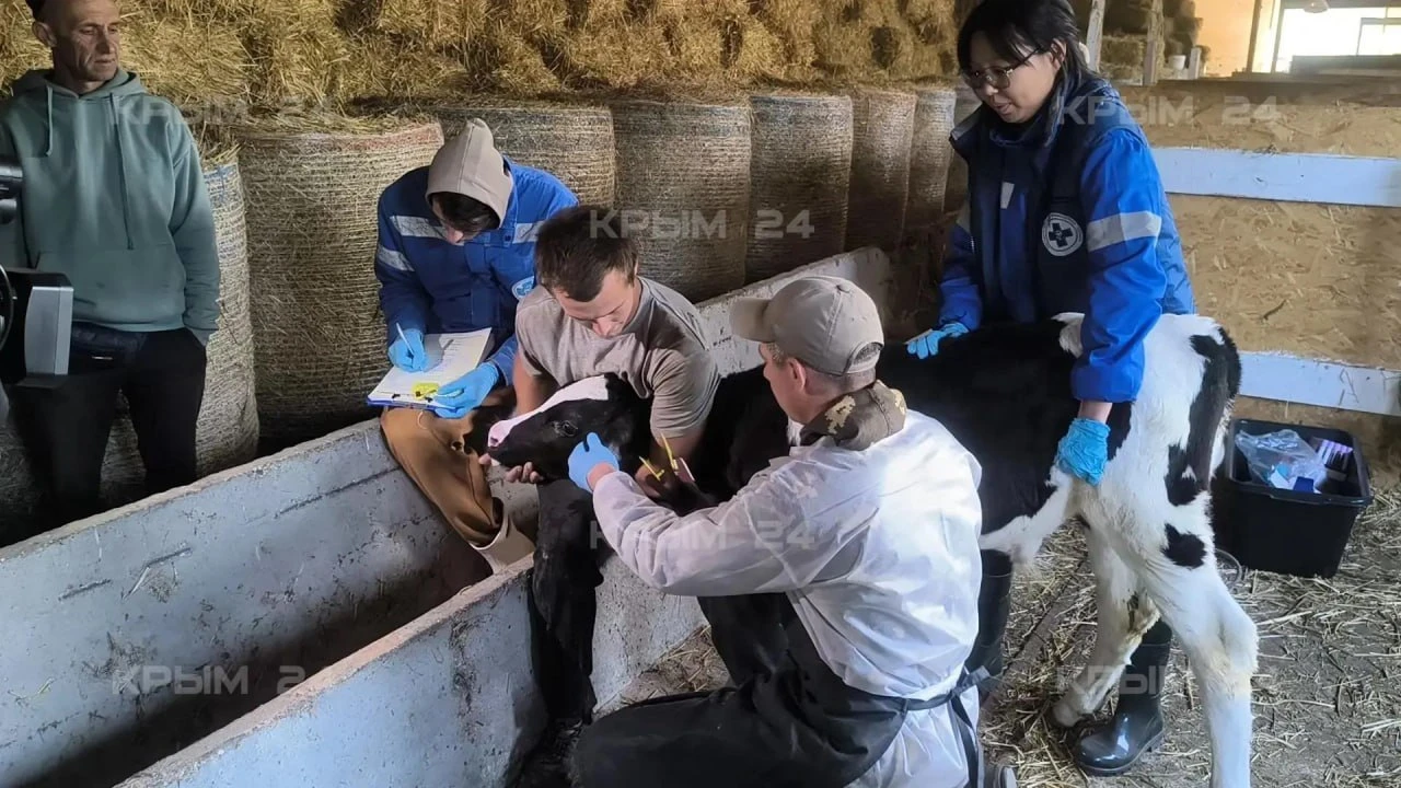 🐮На одной из ферм Севастополя коров проверили на туберкулез