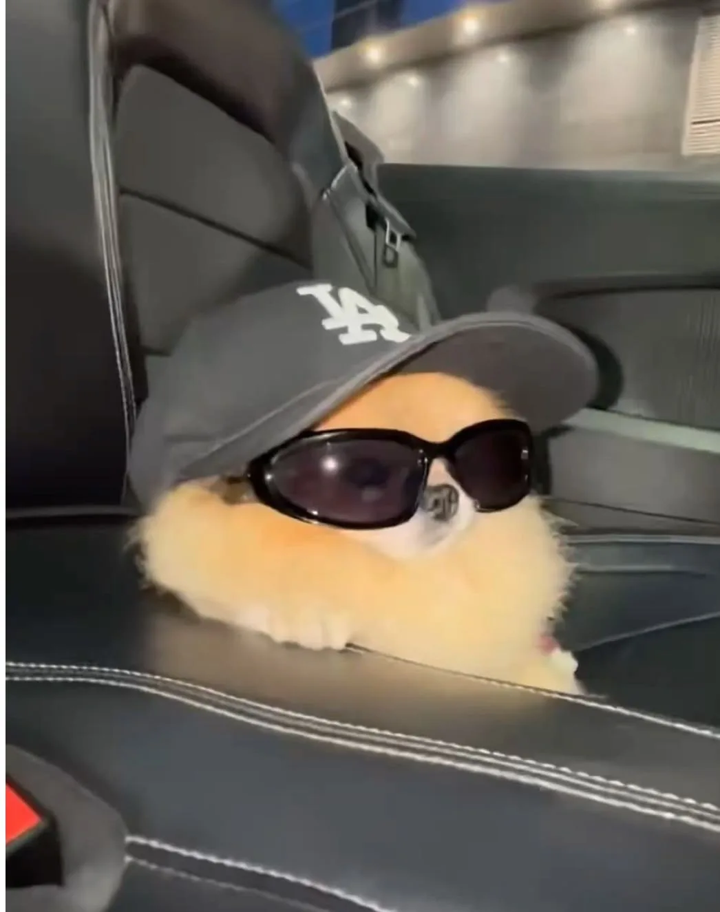 Аватарки с мемными собаками🐶