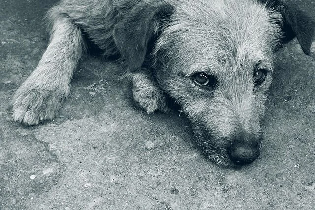 Милаш